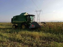 Ayçiçegi Tarlalarinda Hasat Basladi