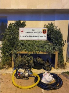 Antalya'da Ormanlik Alana Ekili Bin 115 Kök Kenevir Ele Geçirildi