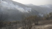 Cezayir'de orman yangını faciası: 26 kişi hayatını kaybetti...