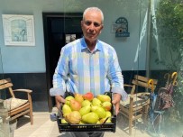 Çiftçiye Örnek Olsun Diye Dikti, Dev Armutlar Yetistirdi