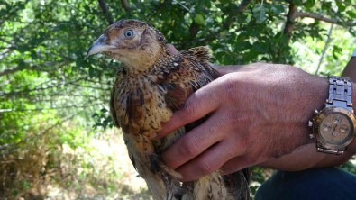 Bingöl'de Kene Avcisi Sülünler Dogaya Salindi
