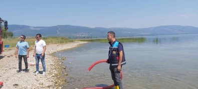 Göl Ve Göletlere 2,5 Milyon Sazan Birakildi