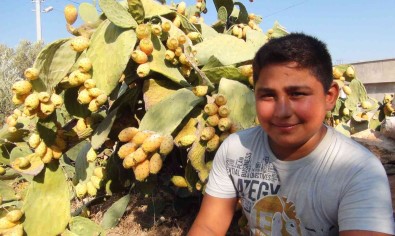 Mersin'de Dikenli Incir Hasadi Basladi