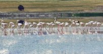 Tuz gölündeki flamingolar kurtuldu! Bakan Kurum adım adım anlattı!