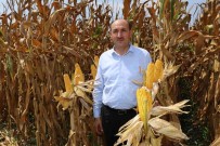 Çukurova'da Misir Hasadi Basladi