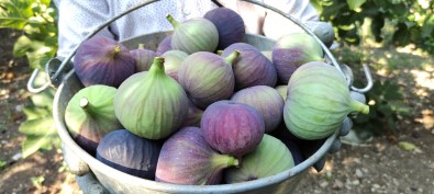 Dünyaca Ünlü Siyah Incirde Hasat Basladi