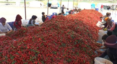 Ekmeklerini Acidan Çikartiyorlar