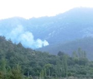 Aydin'da Orman Yangini