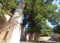 Bektutiye Camii'nin Asirlik Çinarla Komsulugu