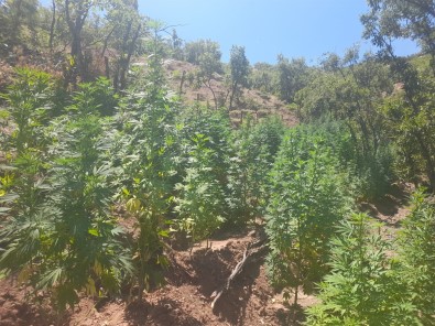 Bingöl'de 275 Bin Kök Kenevir Ve 152 Kilogram Kubar Esrar Ele Geçirildi