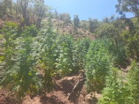 Bingöl'de 275 Bin Kök Kenevir Ve 152 Kilogram Kubar Esrar Ele Geçirildi