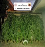 Jandarmadan 2 Ilçede Uyusturucu Operasyonu Açiklamasi 2 Gözalti