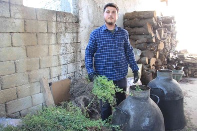 Pandemi Kekigin Kiymetini Arttirdi