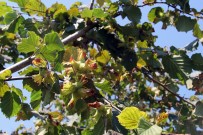 Serbest Piyasada, Findik Fiyati TMO'yu Geçebilir