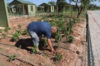 Sicaktan Bunalanlar Hobi Bahçeleri Ve Belediye Havuzlarina Kostu