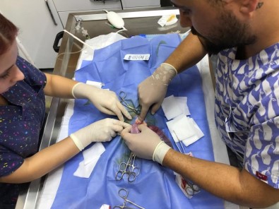 Yeme Içme Bozuklugu Yasayan Köpegin Rahminden Bir Kiloluk Iltihap Çikarildi