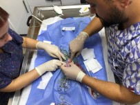 Yeme Içme Bozuklugu Yasayan Köpegin Rahminden Bir Kiloluk Iltihap Çikarildi