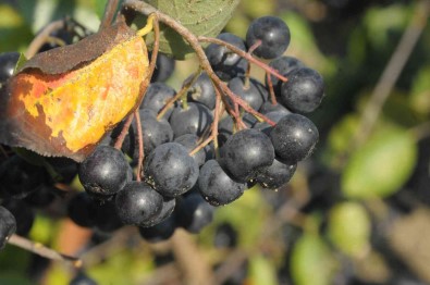 Süper Meyve 'Yalova Aronyasi' Hasat Için Gün Sayiyor