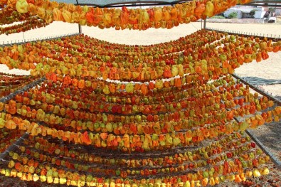 Yilda Kuruttugu 600 Ton Sebzeyle 200 Aileye Ekmek Kapisi Oluyor