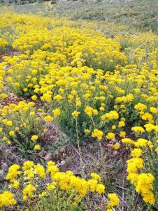 Büyükçekmece'de 50 Dönümlük Arazide Sifali Bitkiler