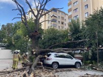 Kadiköy'de 150 Yillik Mese Agaci Park Halindeki 6 Aracin Üstüne Devrildi