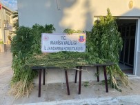 Manisa'da Kenevir Operasyonu