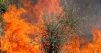 Osmaniye'de çıkan orman yangını söndürüldü!