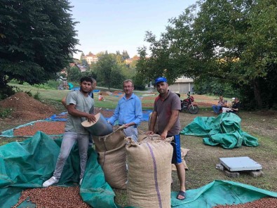 Serbest Piyasada Findik 45 Lira