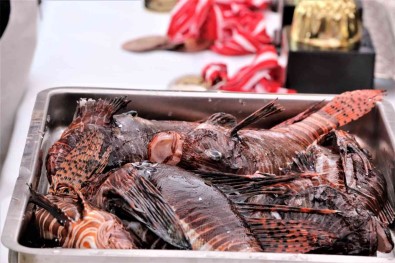 Zehirli Aslan Baligini Yakalamak Için Yaristilar, Tuttuklarini Izgarada Pisirip Yediler