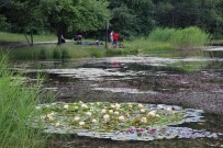 Bolu'da Nilüfer Çiçeklerini Koparanlara 109 Bin 593 Lira Ceza Verilecek