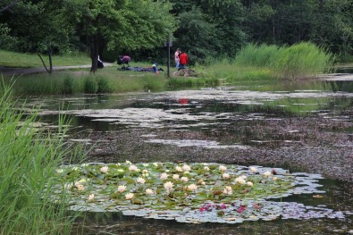 Nilüfer Çiçeklerini Koparanlara 109 Bin 593 Lira Ceza Verilecek
