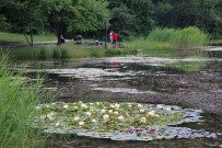 Nilüfer Çiçeklerini Koparanlara 109 Bin 593 Lira Ceza Verilecek