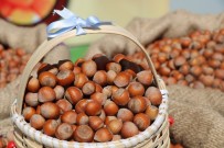 Sezonun Ilk Findigi TMO Tarafindan 56 TL 10 Kurustan Alindi