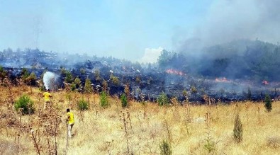 Manisa'da orman yangını! 5 dönüm alan zarar gördü