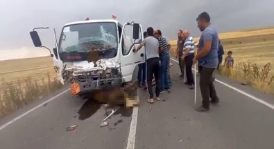 Sürücüsünün Direksiyon Hakimiyetini Kaybettigi Tanker, Büyükbas Hayvan Sürüsüne Daldi Açiklamasi 18 Hayvan Telef Oldu