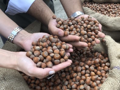 TMO Giresun'da Findik Alimina Basladi