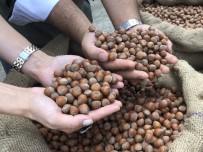 TMO Giresun'da Findik Alimina Basladi