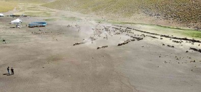 3 Bin 500 Rakimli Agirkaya Yaylasi'nda Zorlu Mesai