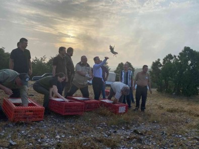 Kirklareli'nde 500 Adet Keklik Dogaya Salindi