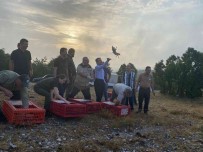 Kirklareli'nde 500 Adet Keklik Dogaya Salindi