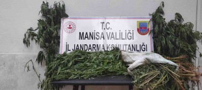 Manisa'da Iki Ilçede Kenevir Operasyonu