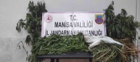 Manisa'da Iki Ilçede Kenevir Operasyonu