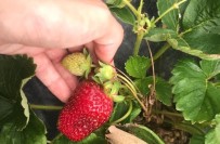 Samsun'da Çilek Üretimi Artiyor