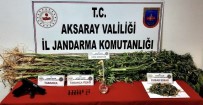 Jandarmadan Uyusturucu Operasyonu Açiklamasi 2 Gözalti