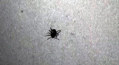 Yozgat'ta Keneden Ölenlerin Sayisi 4'E Yükseldi