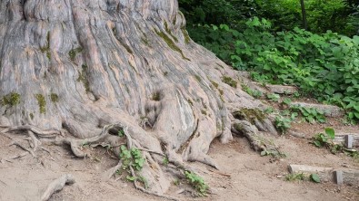 4118 Yasindaki Porsuk Agaci Ihtisamiyla Göz Dolduruyor