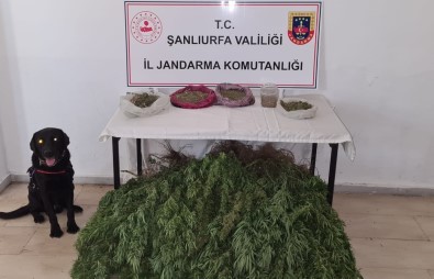 Sanliurfa'da 5 Kilo Esrar Ve 765 Kök Kenevir Ele Geçirildi
