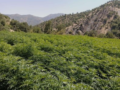 Eren Abluka-34 Operasyonunda 19 Roketatar Sevk Fisegi Ve 16 Milyon Kök Kenevir Ele Geçirildi