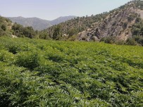 Eren Abluka-34 Operasyonunda 19 Roketatar Sevk Fisegi Ve 16 Milyon Kök Kenevir Ele Geçirildi