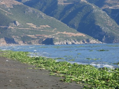 Hatay'da Su Sümbülleri, Samandag Sahiline Yayildi